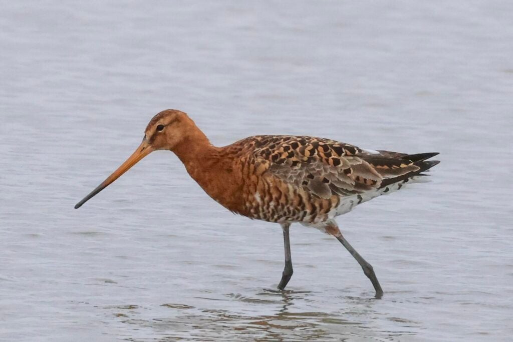 Black-tailed Godwit