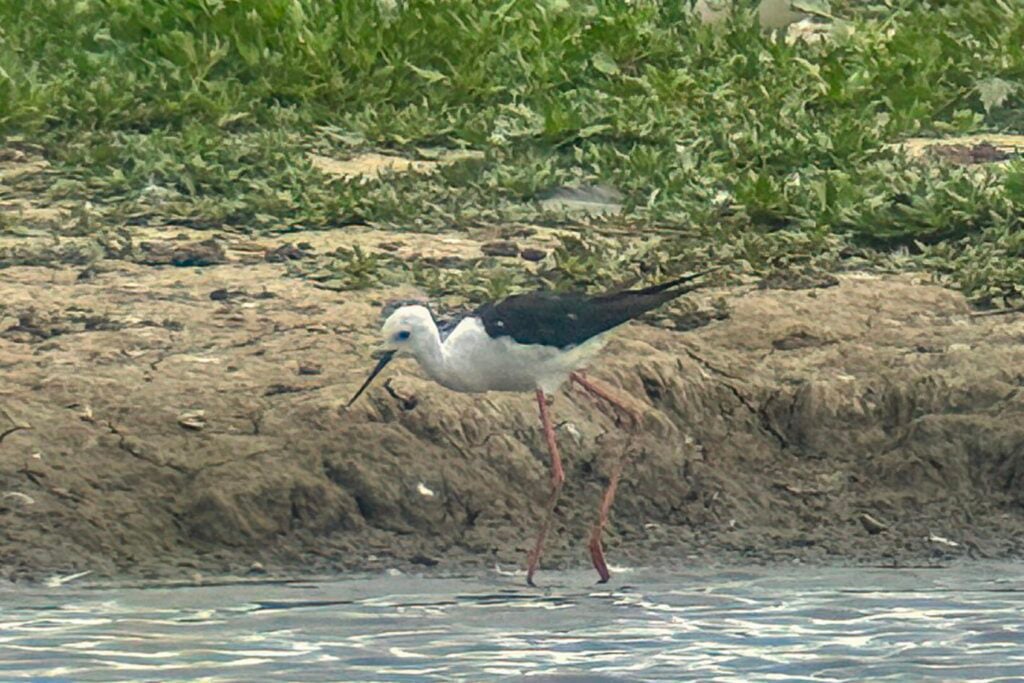 Black-winged Stilt