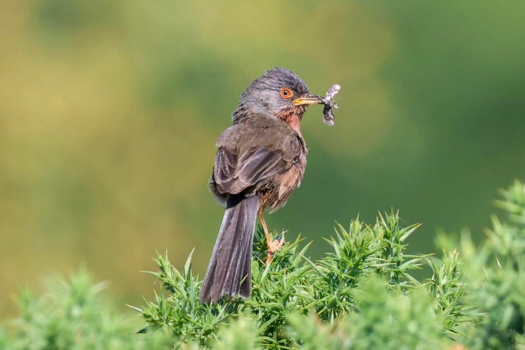 Dartford Warbler