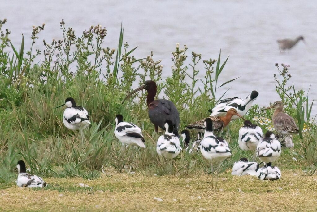 Glossy Ibis