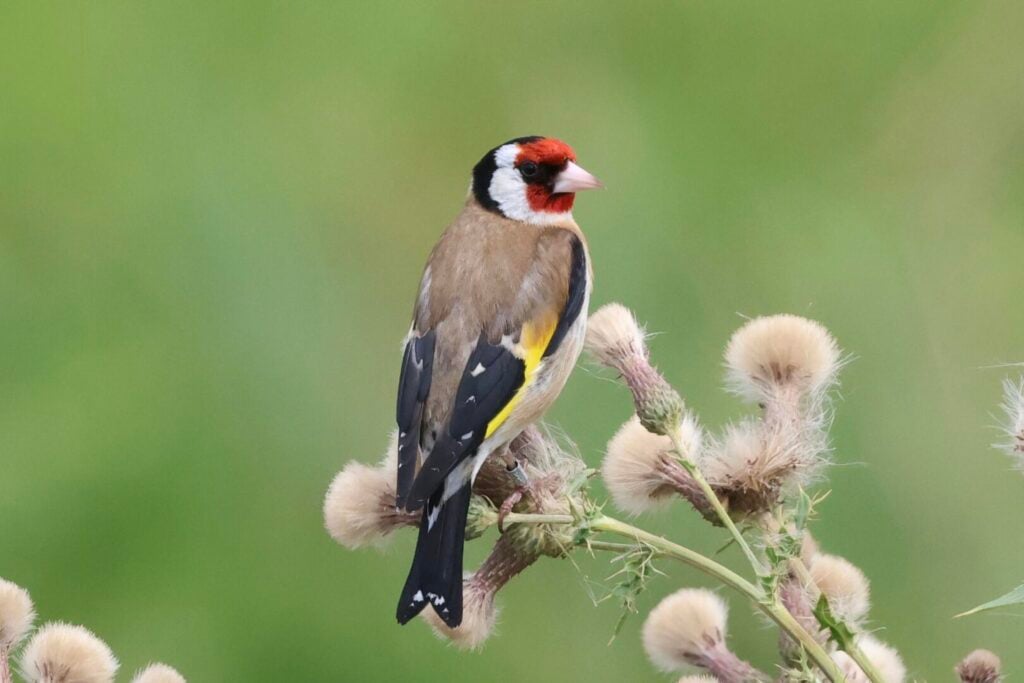 Goldfinch