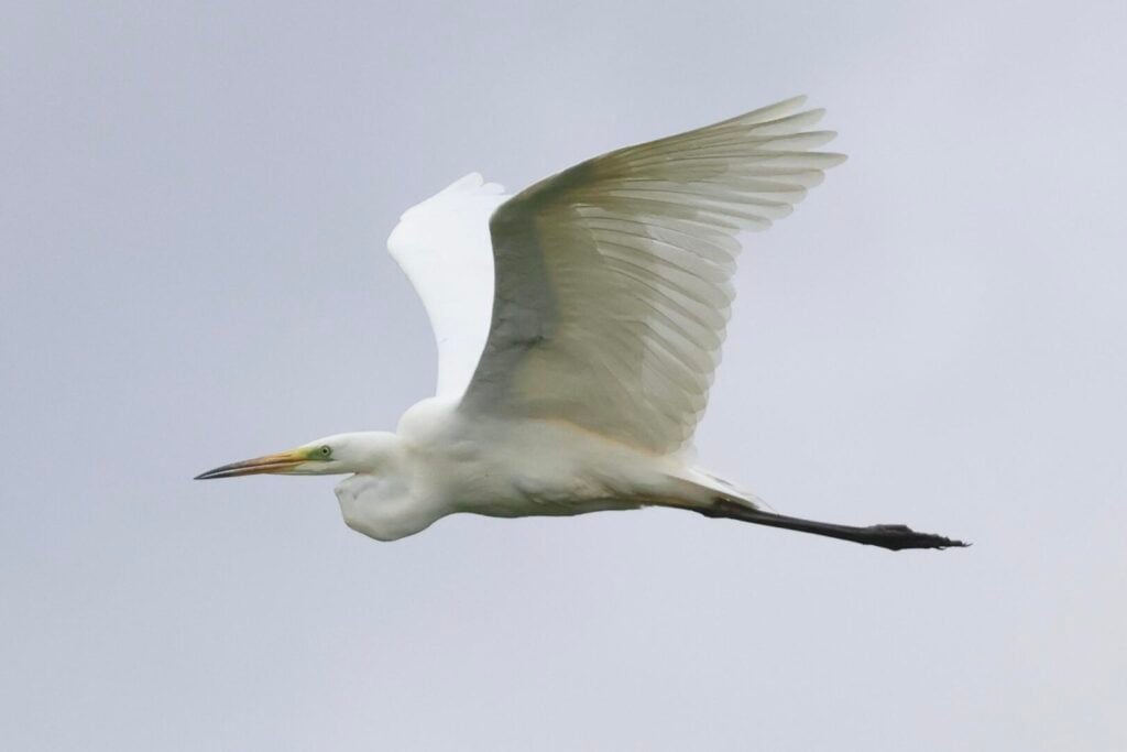 Great White Egret