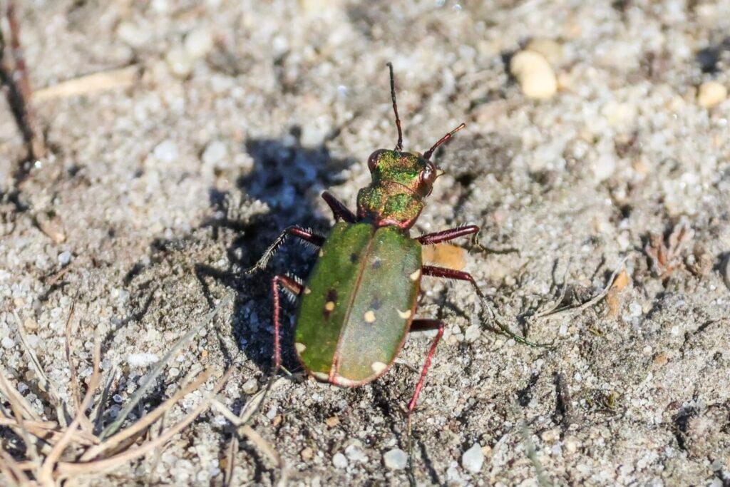 Green Tiger Beetle