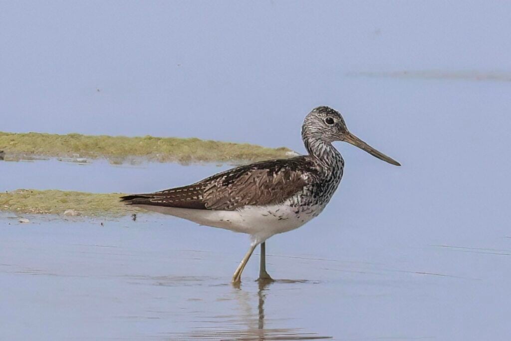 Greenshank