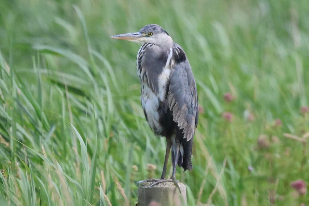 Grey Heron