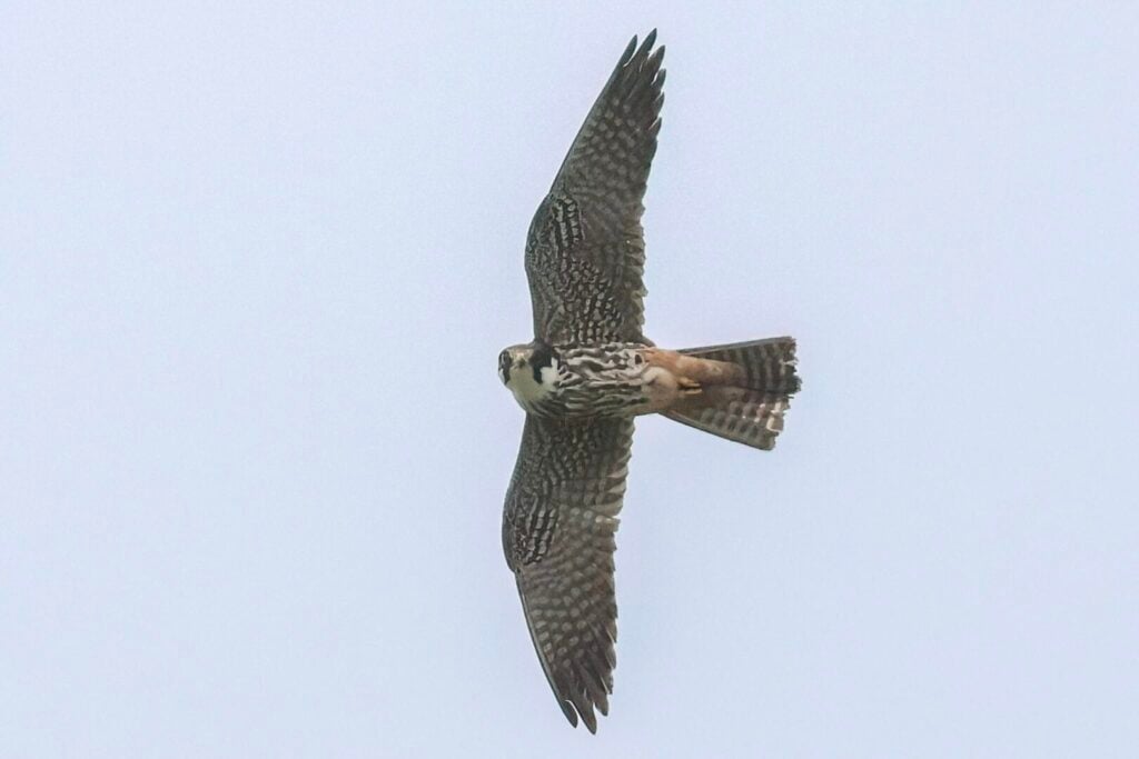 Hobby