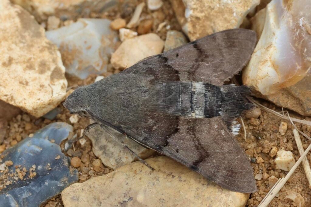 Hummingbird Hawkmoth