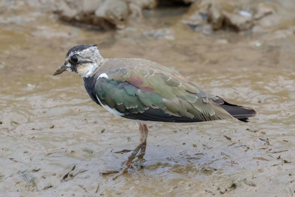 Lapwing