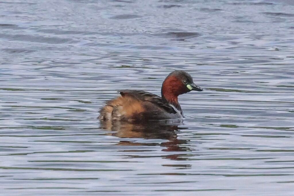 Little Grebe