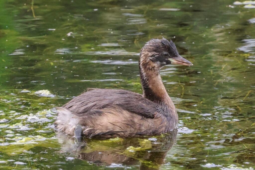 Little Grebe