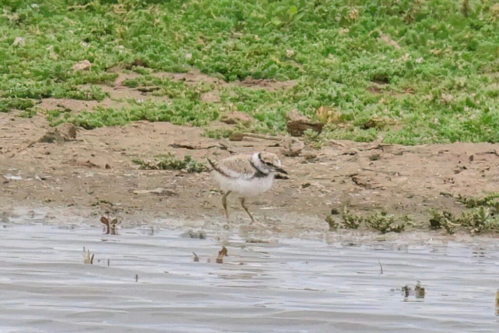 Little Ringed Plover
