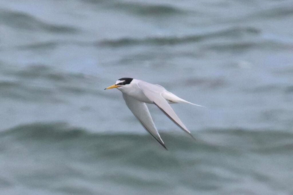 Little Tern