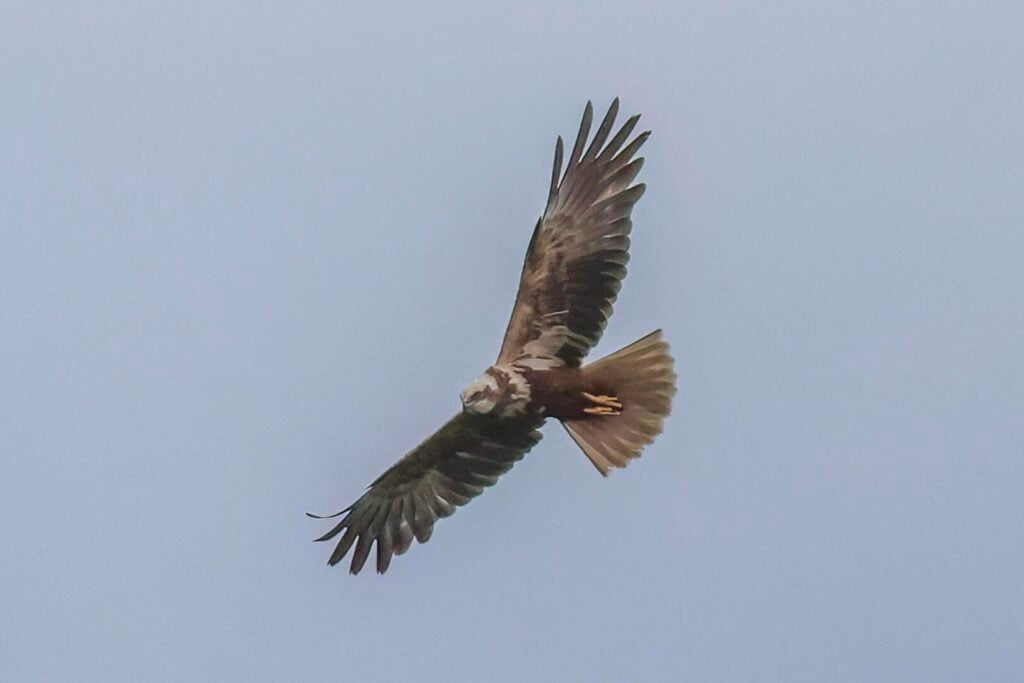 Marsh Harrier
