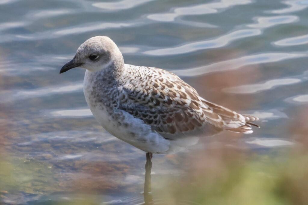 Mediterranean Gull juvenile