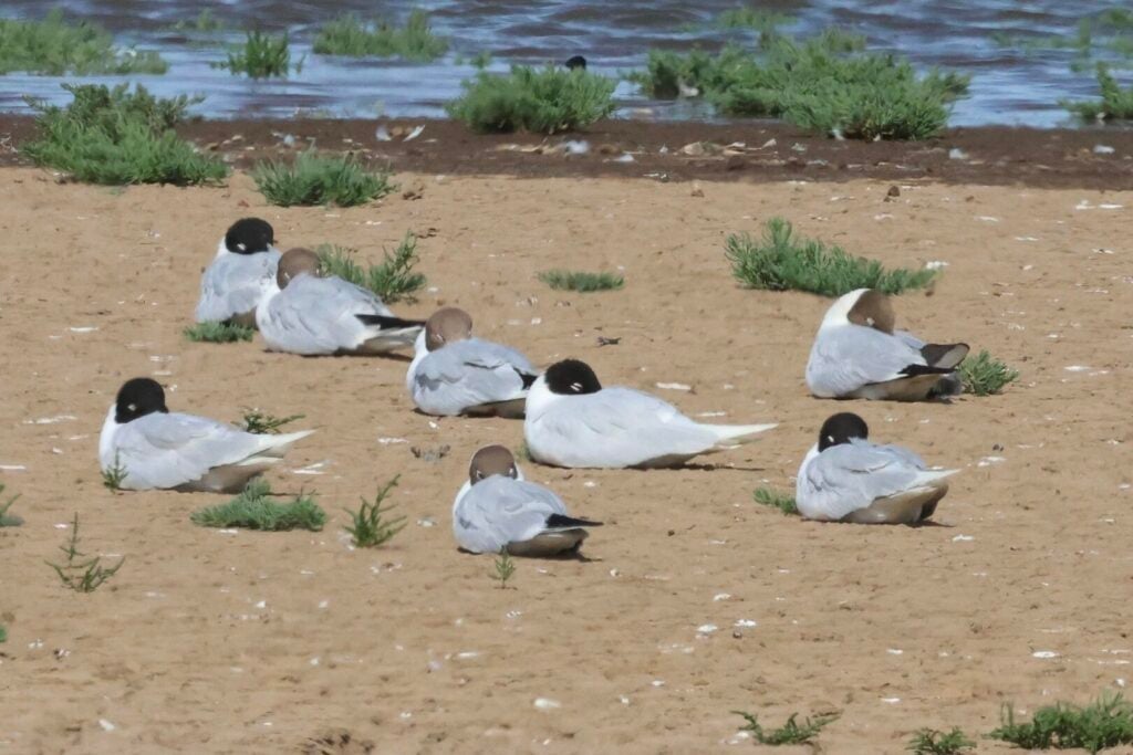 Mediterranean Gulls