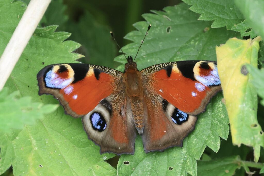 Peacock