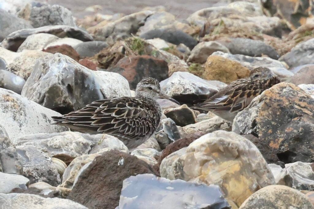 Pectoral Sandpiper
