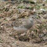 Pectoral Sandpiper