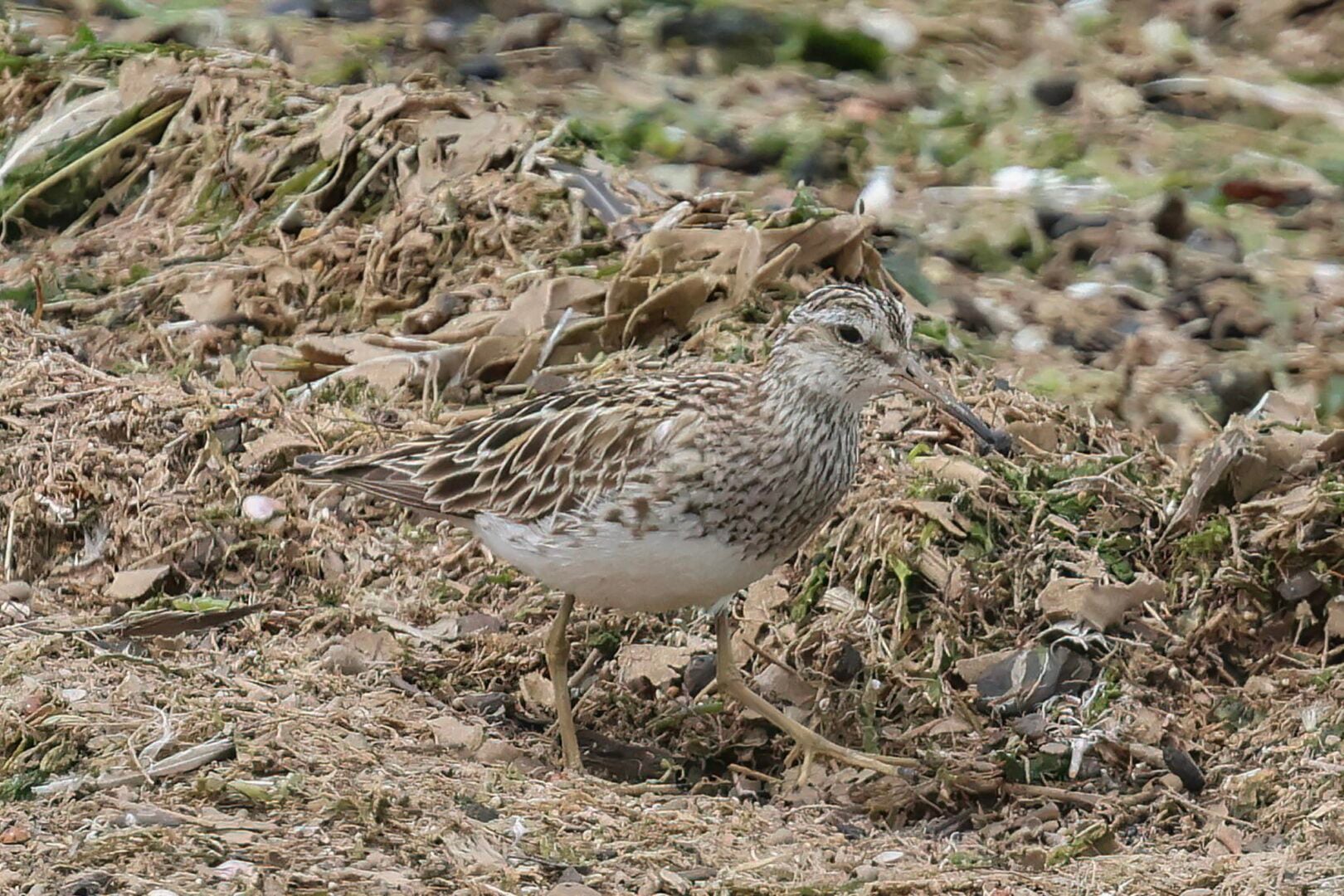 Pectoral Sandpiper
