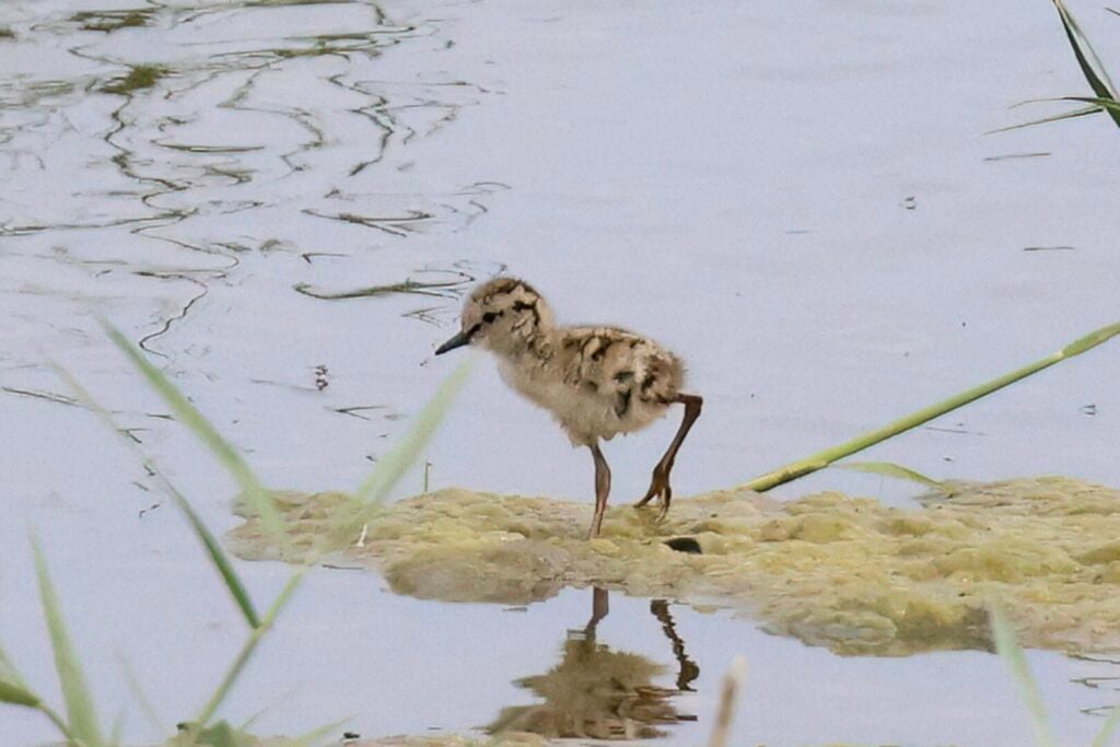 Redshank