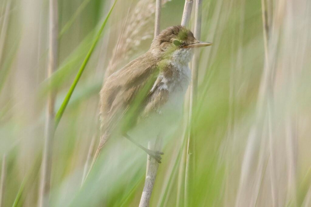 Reed Warbler