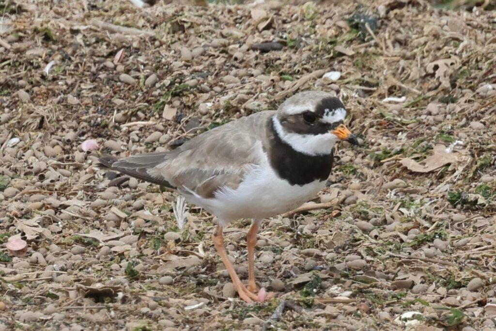 Ringed Plover