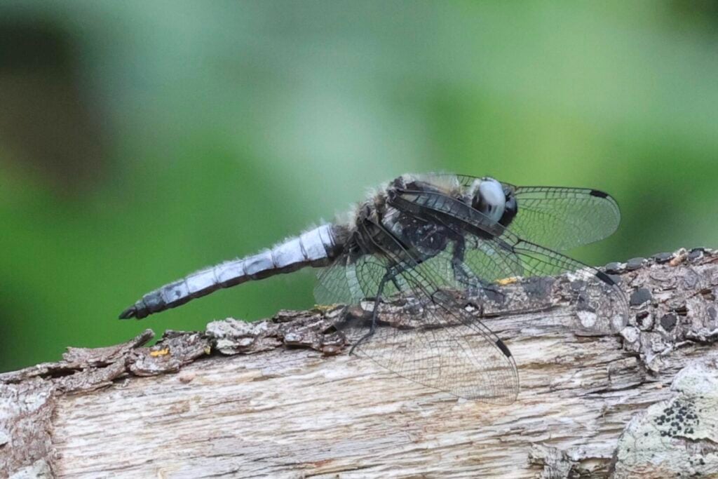 Scarce Chaser