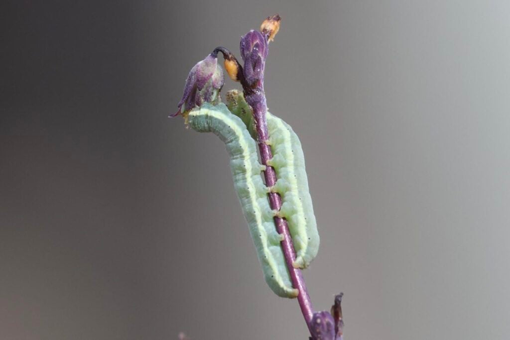 Small Ranunculus moth caterpillars