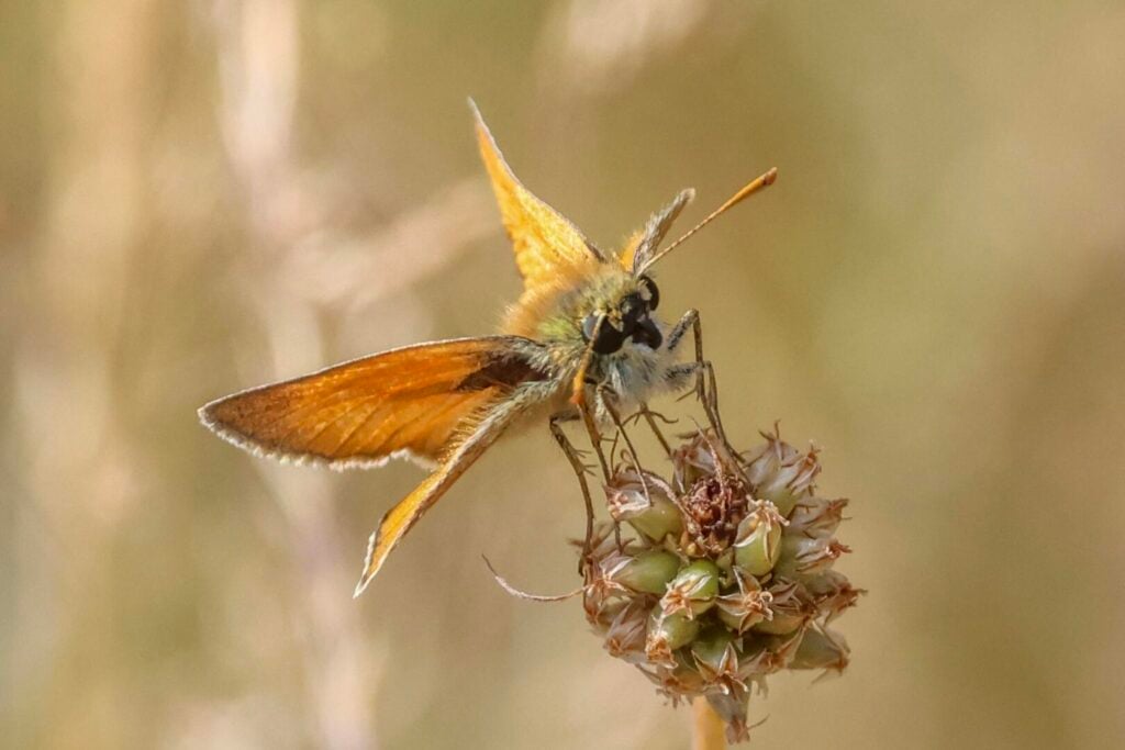 Small Skipper