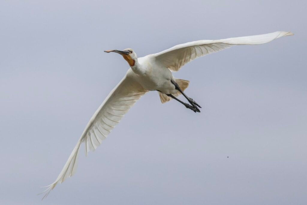 Spoonbill