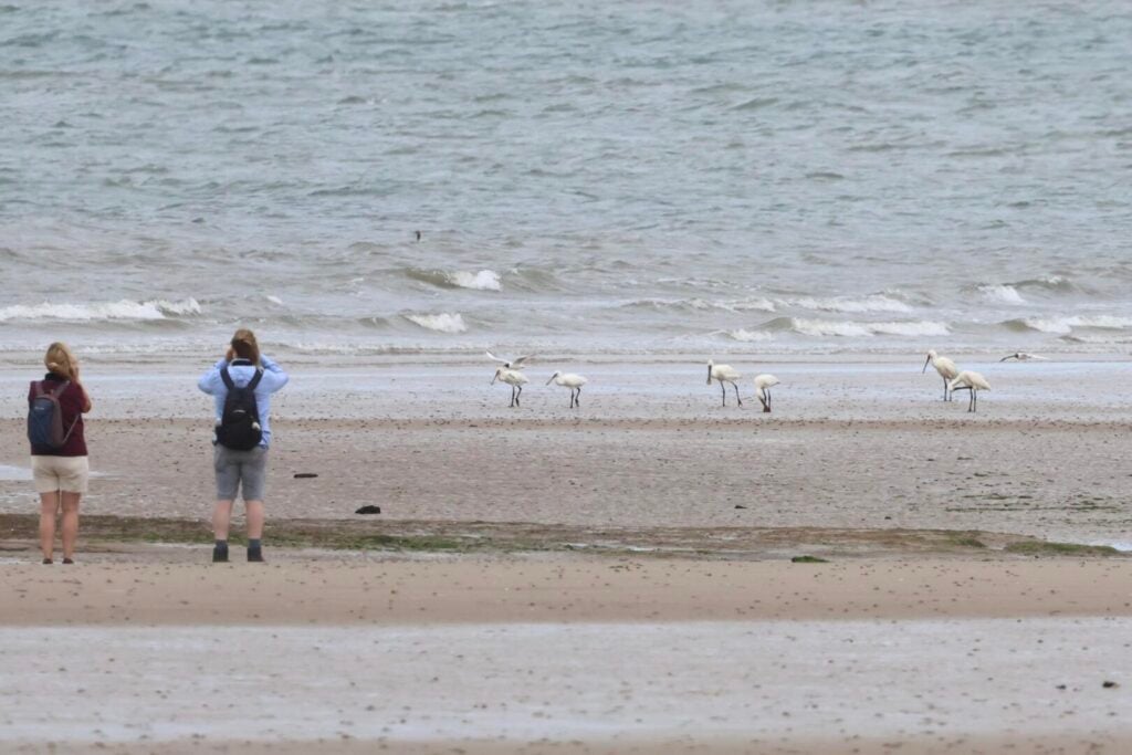 Spoonbills