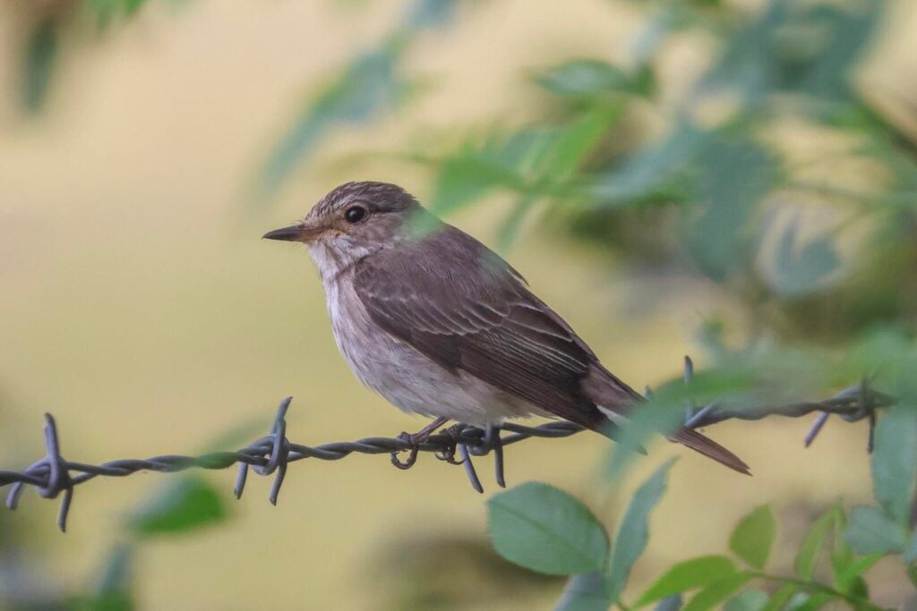 Spotted Flycatcher