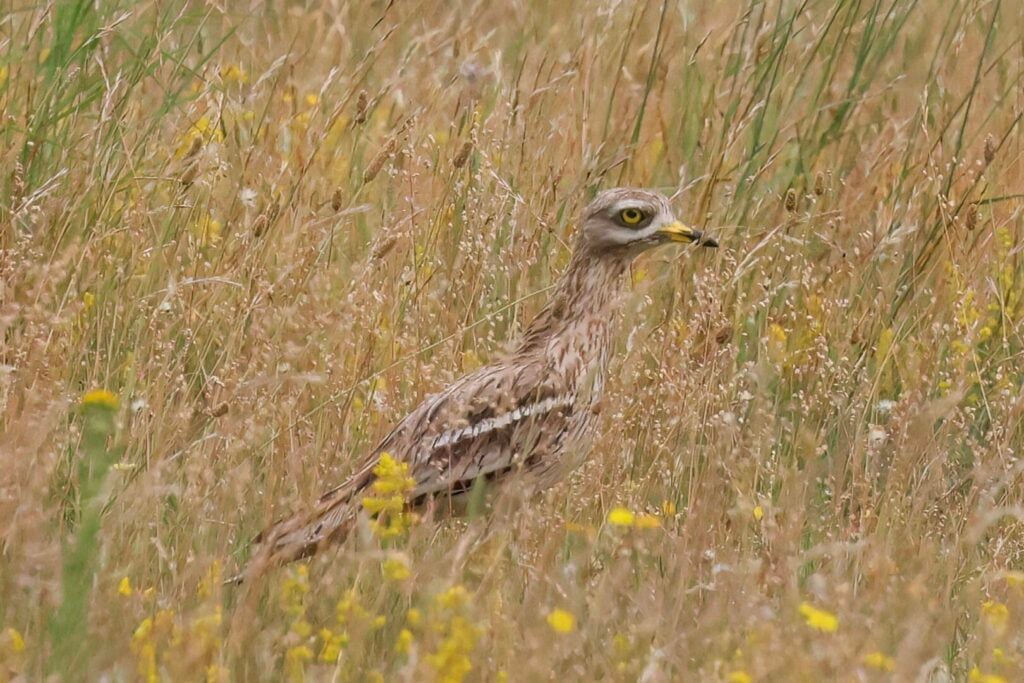 Stone Curlews 1