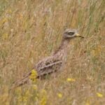 Stone Curlews 1