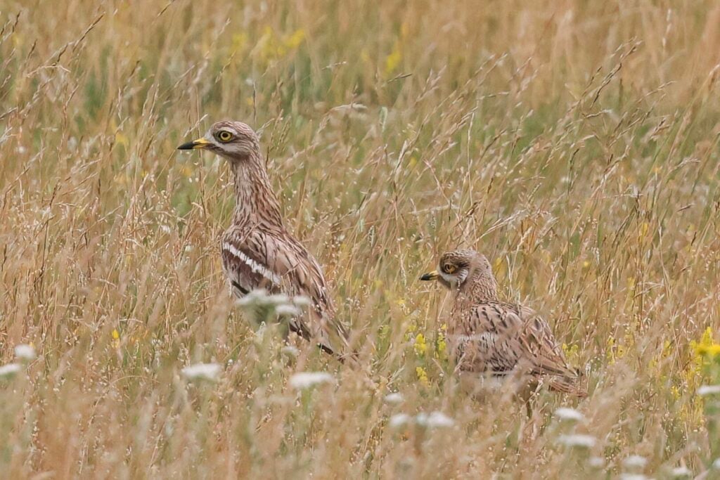 Stone Curlews