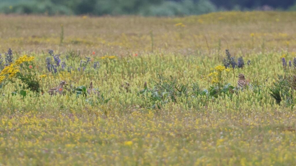 Stone Curlews
