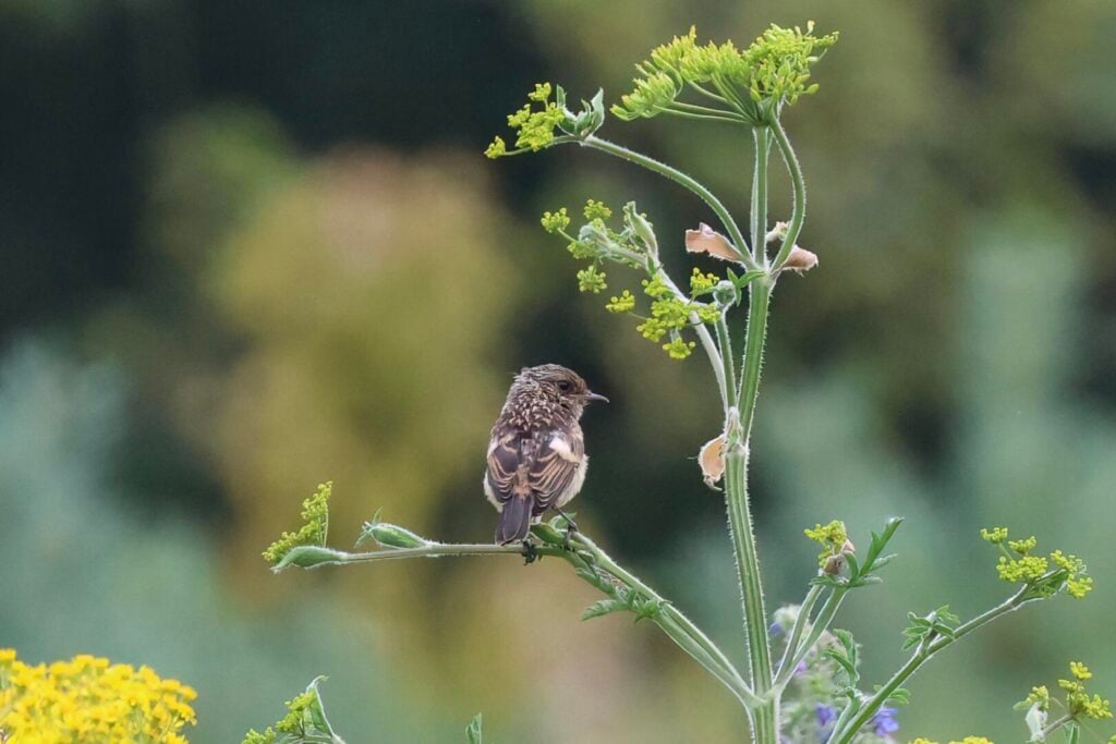 Stonechat