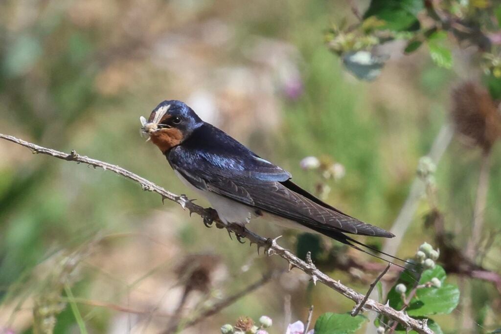 Swallow
