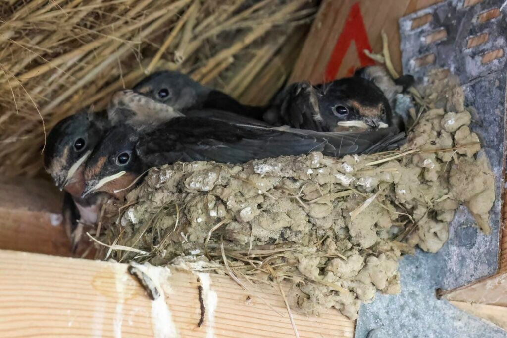 Swallow nest
