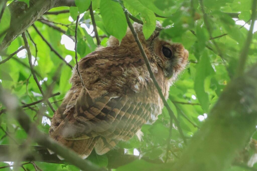 Tawny Owl