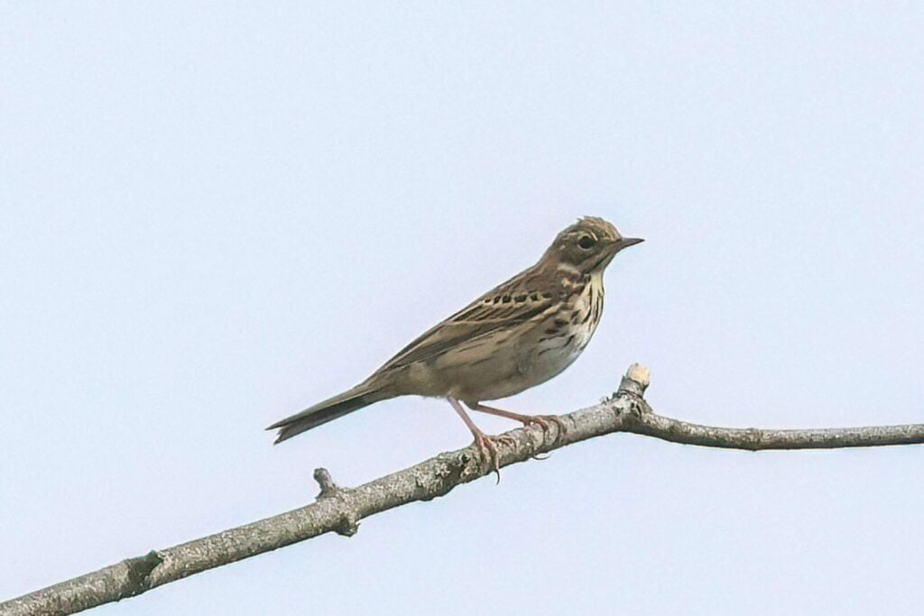 Tree Pipit