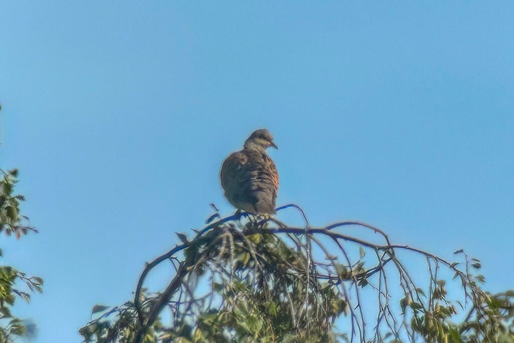 Turtle Dove