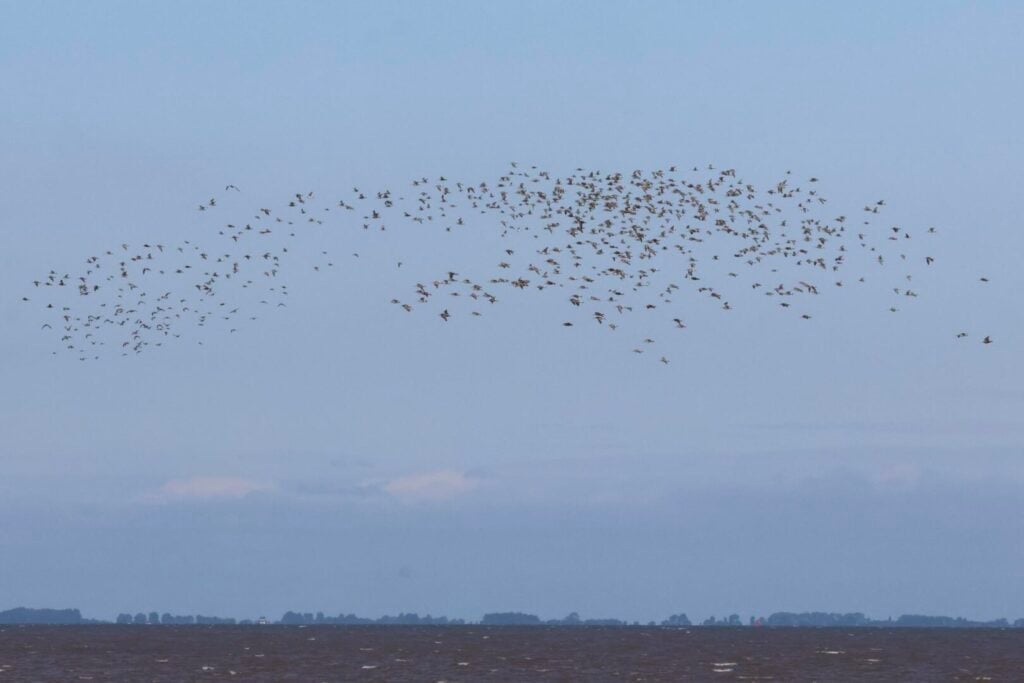 Waders