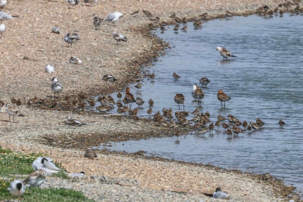 Waders 