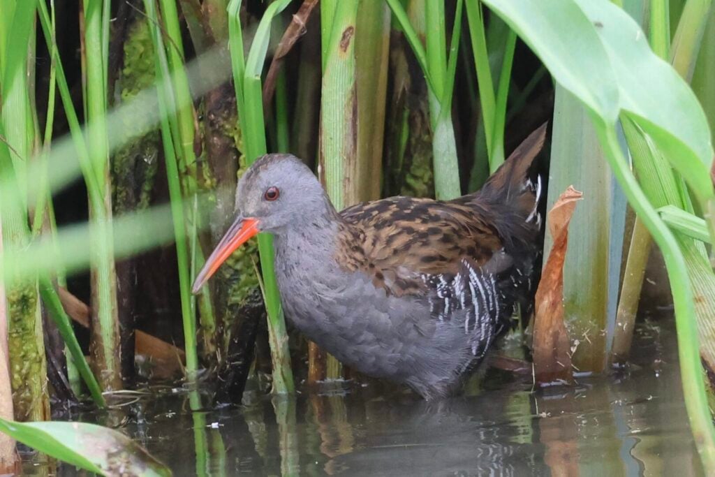Water Rail