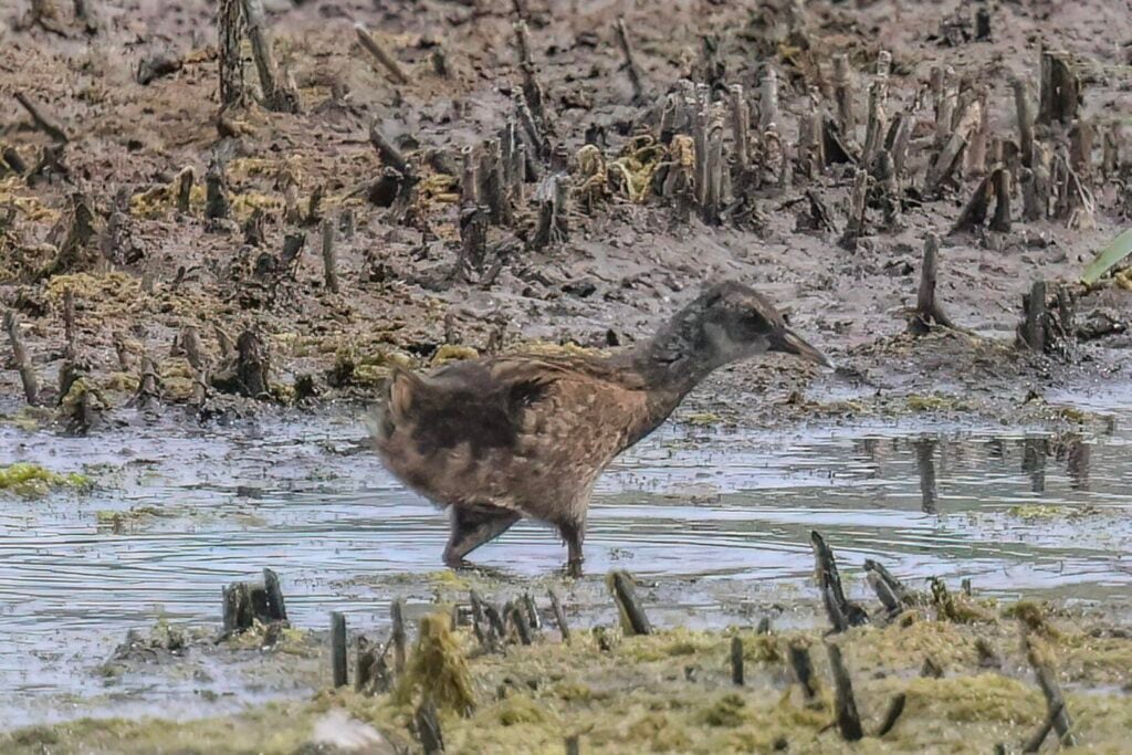 Water Rail juvenile