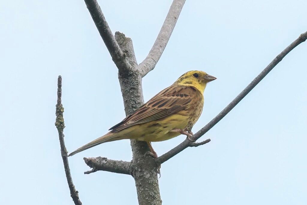 Yellowhammer