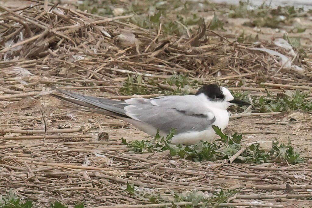 Arctic Tern 2cy