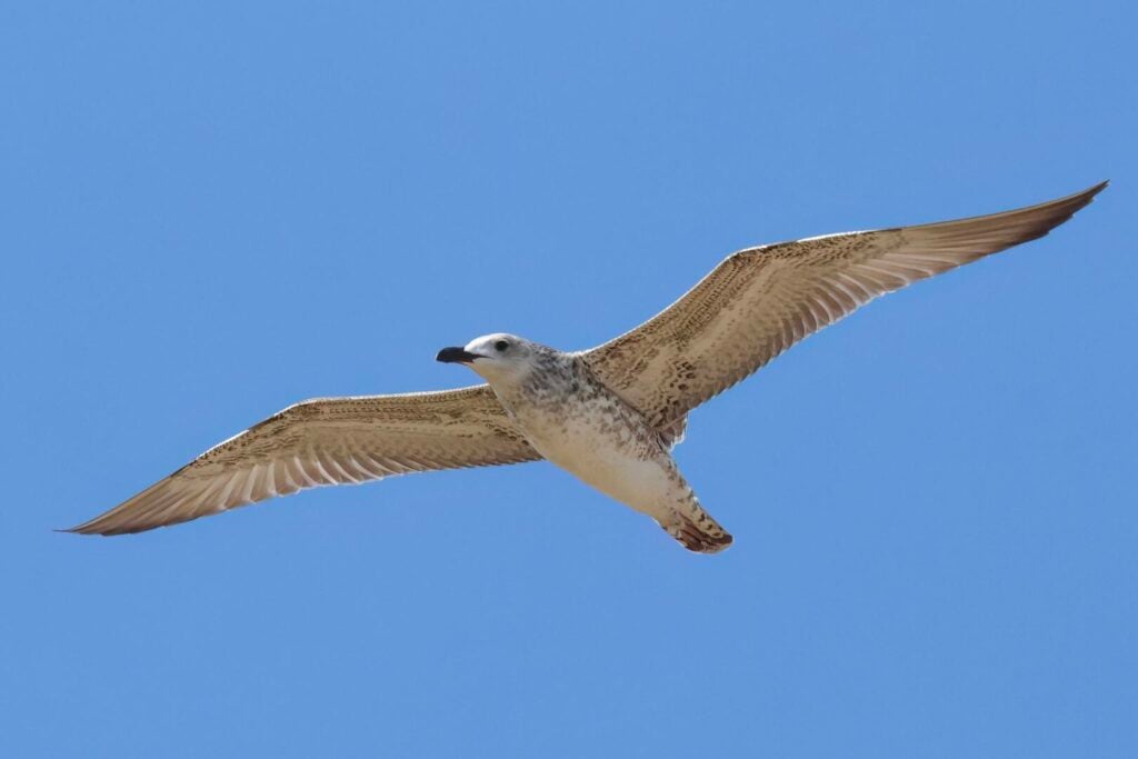 Caspian Gull