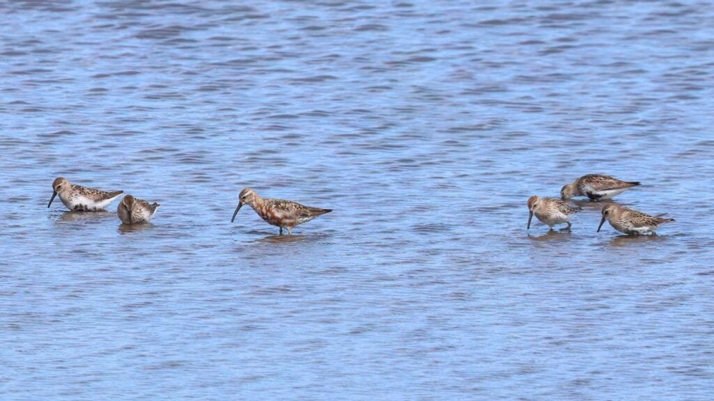 Curlew Sandpiper